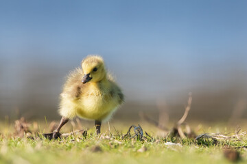 Close up view of Gosling by the lake shore in the spring time in Michigan.