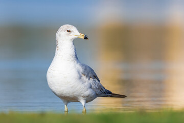 Close up view of Ring Billed Gull by the lake shore in Michigan.