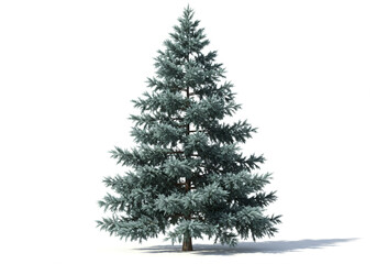 Fototapeta premium Majestic Silver Spruce Tree Isolated on White