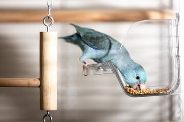 Blue Forpus parrot eating mixed seeds from transparent feeder inside a home birdcage,cute little parrot eating seeds diet in a bowl,organic bird food,bird feeding moment,animal care,pet and lifestyle