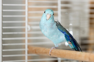 Blue Forpus parrot stretching with one foot lifted and wing partially open,relaxing inside a home birdcage,little bird standing raising foot while perched on wooden bar,staring curiously at the camera