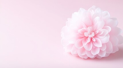 Fototapeta premium A single pink dahlia flower lies on a matching pastel pink background with soft side lighting and copy space.