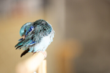 Tiny Forpus Parrot Feather Care,Blue Forpus parrot carefully preening its feathers,cleaning...