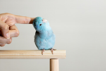 Blue Forpus parrot enjoying a head scratch from a human finger while perched on a wooden bar,hand of girl playing with little bird by rubbing the head,close pet interaction,love, care,human and pet
