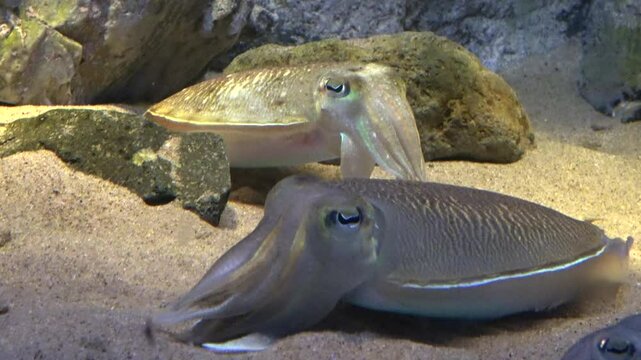 Golden Cuttlefish, Sepia Esculenta relaxing underwater. Closeup. 4K