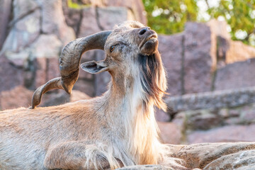 Close-up portrait of Markhor, Capra falconeri, wild goat native to Central Asia, Karakoram and the...