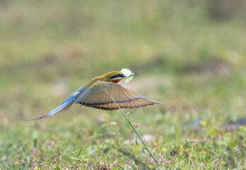  Merops philippinus A graceful bird found in open areas, it is often seen flying in search of food or perched on dry branches and power lines. Adults have a green overall body, a blue tail, 