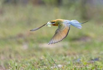  Merops philippinus A graceful bird found in open areas, it is often seen flying in search of food or perched on dry branches and power lines. Adults have a green overall body, a blue tail, 