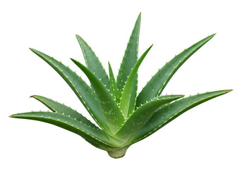 Obraz premium Lush Green Aloe Vera Plant Isolated on White