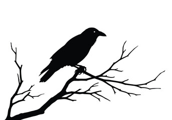 Crow on branch silhouette. This image shows a black silhouette of a crow perched on a bare branch, highlighting the contrast between the bird and the background. Vector clipart illustration design.