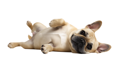 White French Bulldog rolling over on its back, transparent background