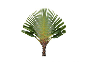 Isolated Traveler's Palm Tree with Lush Green Leaves