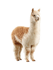 Fototapeta premium A white alpaca and a brown llama, both woolly mammals with soft fur, are captured in close-up portraits on transparent background