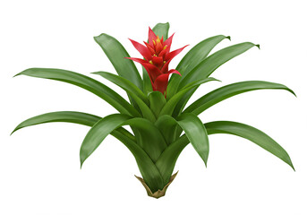 Lush Bromeliad Plant with Vibrant Red Bloom Isolated