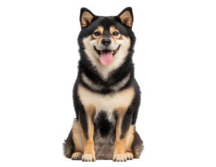 A cute Shiba Inu dog with a black and tan coat, tongue out, sitting on a transparent background with a happy expression