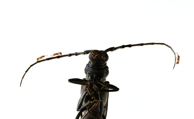Small red ants feeding on large long antenna beetle Macro close up