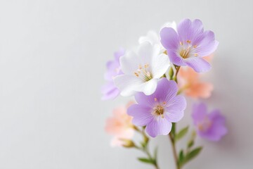 Fototapeta premium delicate arrangement of pastel flowers sits elegantly on clean white background