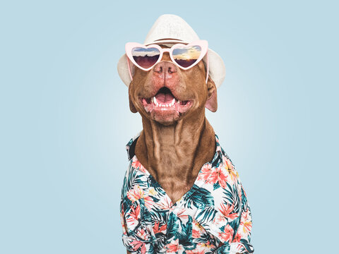 Cute, stylish dog, sunglasses, sunhat and bright shirt. Dog smile. Travel preparation and planning. Closeup, indoor. Studio shot, isolated background. Vacation, travel and tourism concept. Pets care