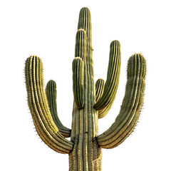 Majestic saguaro cactus against stark black backdrop showcasing desert beauty