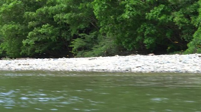 yellow butterflies in the river