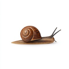 Snail crawling slowly isolated on white background