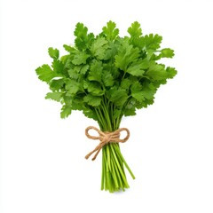 Fresh cilantro bunch tied isolated on white background
