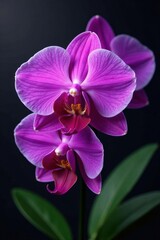 Obraz premium Stunning purple Phalaenopsis pulcherrima display, orchid species, close-up shot, bloom