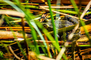Mitten im dichten Ufergras lugt dieser prächtige Frosch hervor – perfekt getarnt zwischen Halmen, Wasser und Sonnenstrahlen.
Die Natur ist ein Meister der Tarnung, und wer genau hinsieht.