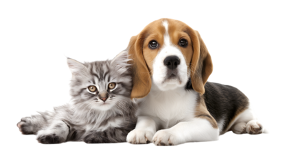 Puppy Beagle and kitten long-haired cat sitting, looking at the camera on a transparent background