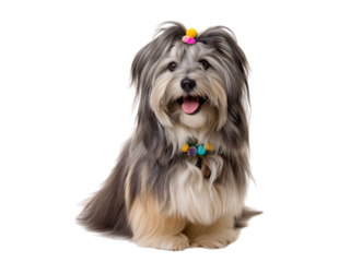 A Havanese dog with long, silky fur and colorful hair accessories, sitting against a transparent background with a happy expression