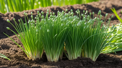 Obraz premium Garlic chives growing on a soil. Fresh and young chives in a spring garden
