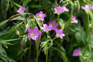 Fototapeta premium Oxalis latifolia Broadleaf Woodsorrel Flower Blooming in a Natural Environment with Green Leaves and Delicate Petal Texture.