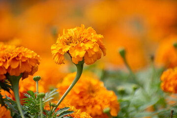 Tagetes erecta Marigold Flower Blooming with Bright Yellow and Orange Colors Adding Vibrant Beauty to a Natural Outdoor Garden.