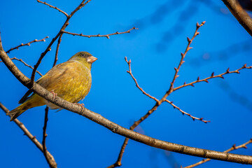 枝にとまるカワラヒワ
