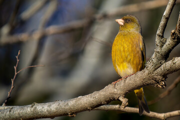 枝にとまるカワラヒワ