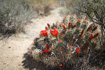 サボテンの赤い花