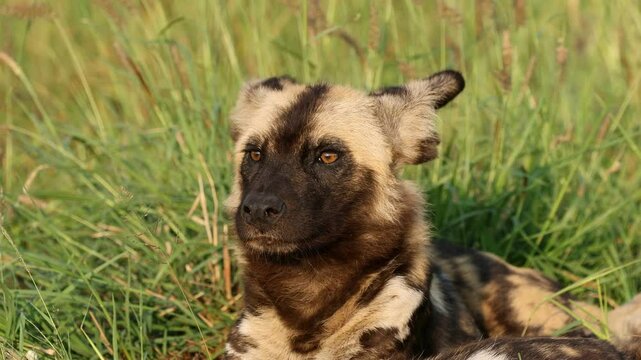 African wild dog or painted hunting dog (Lycaon pictus) resting in natural habitat, Madikwe game reserve, South Africa