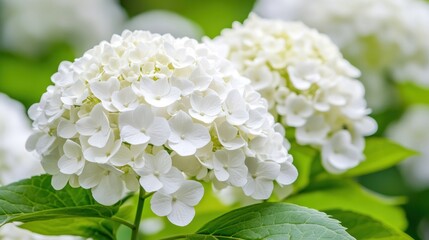 Close-up of two white hydrangea flower clusters, showcasing detailed florets and greenery