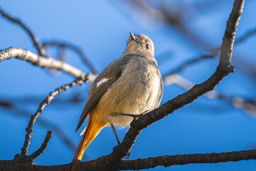 枝にとまるジョウビタキのメス