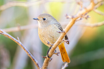 枝にとまるジョウビタキのメス