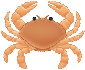 털게 (horsehair crab)