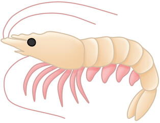 Obraz premium 흰다리새우 (whiteleg shrimp)