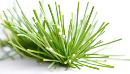 Fototapeta premium Fresh Green Chives on White Background