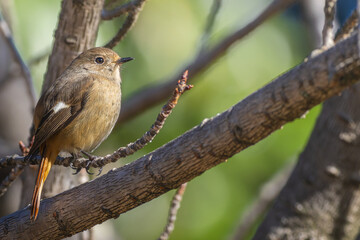 枝にとまるジョウビタキのメス