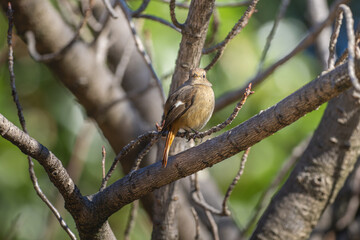 枝にとまるジョウビタキのメス