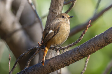 枝にとまるジョウビタキのメス