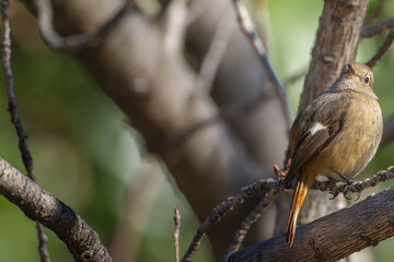 枝にとまるジョウビタキのメス