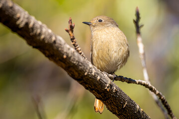 枝にとまるジョウビタキのメス