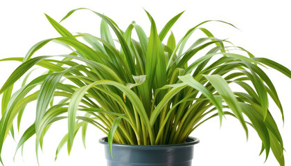 Fototapeta premium Lush Green Potted Plant with Long Leaves Against White Background