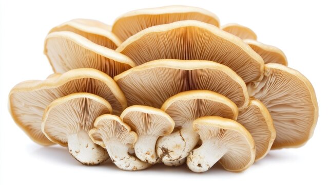 Cluster of golden mushrooms